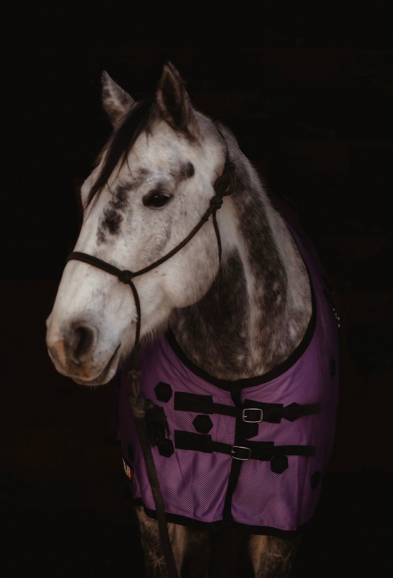 LIMITED EDITION PURPLE XLR8 Velocity Sheet