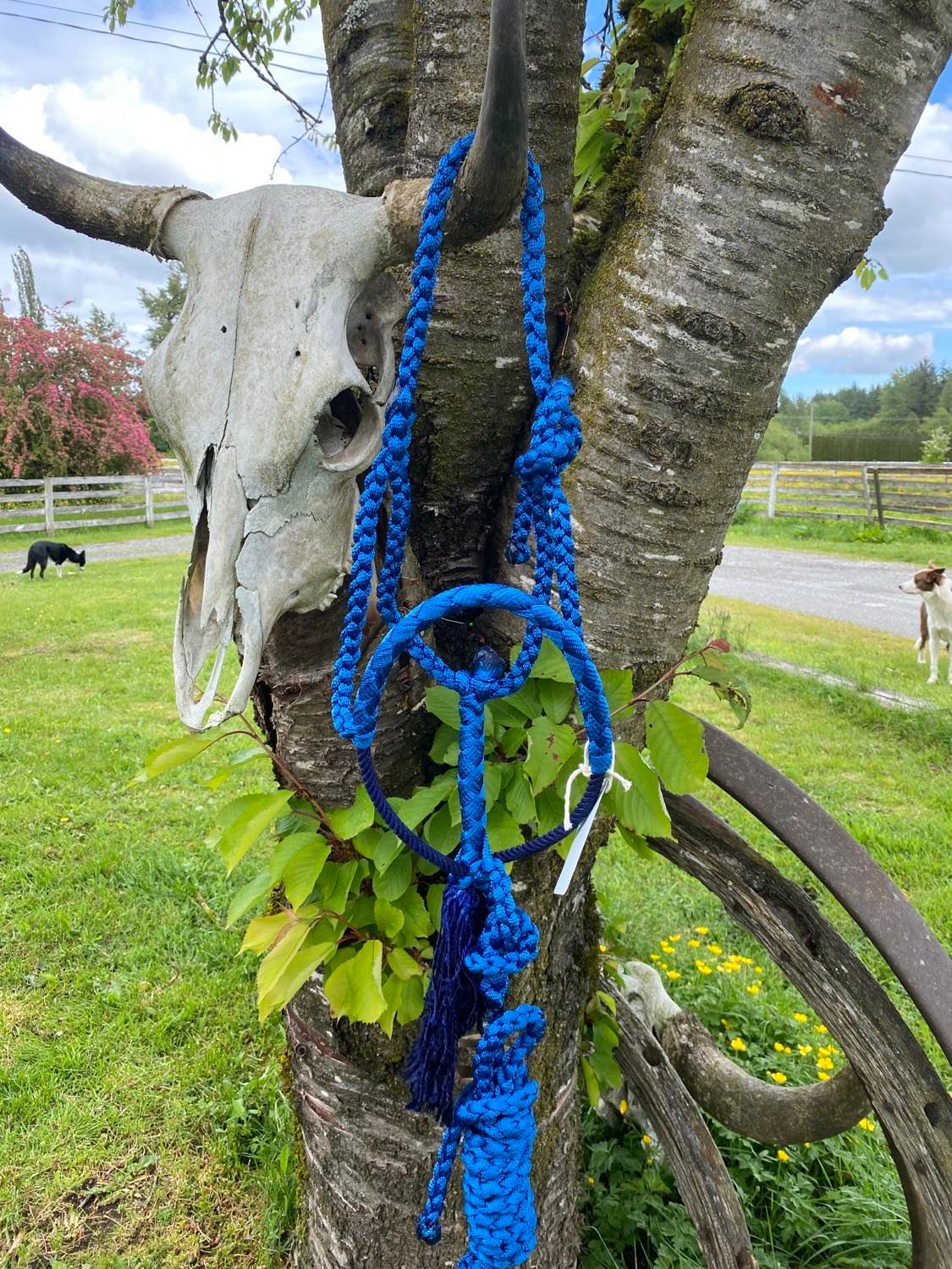 Broke Cowgirl Braided Tack Halter